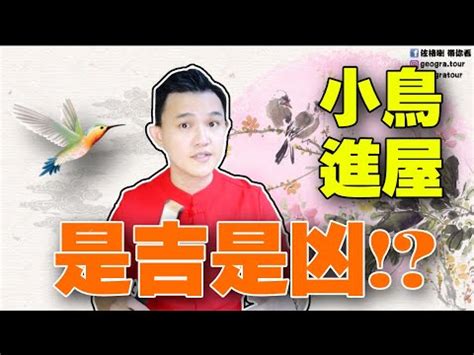 自來鳥|【自來鳥 風水】自來鳥風水好嗎？屋內有自來鳥代表什麼？